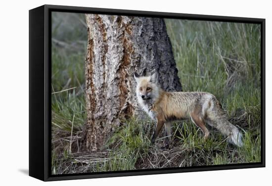 Red Fox (Vulpes Vulpes) (Vulpes Fulva)-James Hager-Framed Stretched Canvas