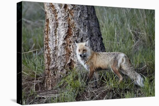 Red Fox (Vulpes Vulpes) (Vulpes Fulva)-James Hager-Stretched Canvas