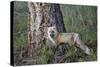 Red Fox (Vulpes Vulpes) (Vulpes Fulva)-James Hager-Stretched Canvas