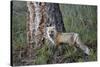 Red Fox (Vulpes Vulpes) (Vulpes Fulva)-James Hager-Stretched Canvas