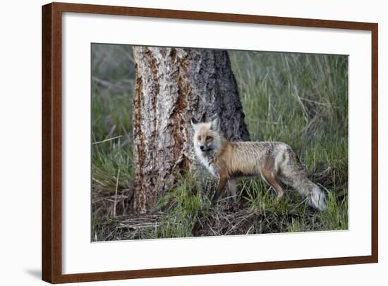 Red Fox (Vulpes Vulpes) (Vulpes Fulva)-James Hager-Framed Photographic Print