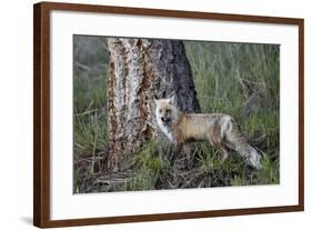 Red Fox (Vulpes Vulpes) (Vulpes Fulva)-James Hager-Framed Photographic Print