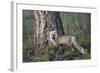 Red Fox (Vulpes Vulpes) (Vulpes Fulva)-James Hager-Framed Photographic Print