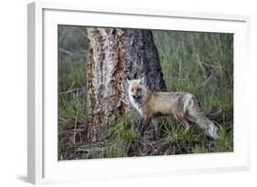 Red Fox (Vulpes Vulpes) (Vulpes Fulva)-James Hager-Framed Photographic Print