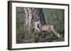 Red Fox (Vulpes Vulpes) (Vulpes Fulva)-James Hager-Framed Photographic Print