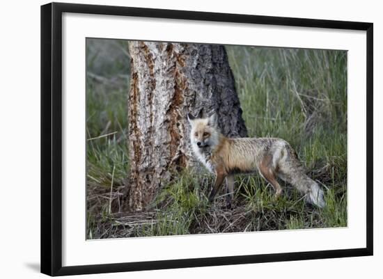 Red Fox (Vulpes Vulpes) (Vulpes Fulva)-James Hager-Framed Photographic Print