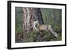 Red Fox (Vulpes Vulpes) (Vulpes Fulva)-James Hager-Framed Photographic Print