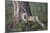 Red Fox (Vulpes Vulpes) (Vulpes Fulva)-James Hager-Mounted Photographic Print