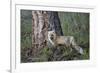 Red Fox (Vulpes Vulpes) (Vulpes Fulva)-James Hager-Framed Photographic Print