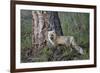 Red Fox (Vulpes Vulpes) (Vulpes Fulva)-James Hager-Framed Photographic Print