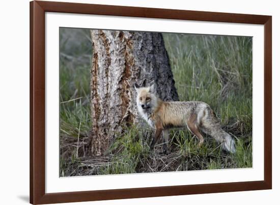 Red Fox (Vulpes Vulpes) (Vulpes Fulva)-James Hager-Framed Photographic Print