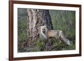 Red Fox (Vulpes Vulpes) (Vulpes Fulva)-James Hager-Framed Photographic Print