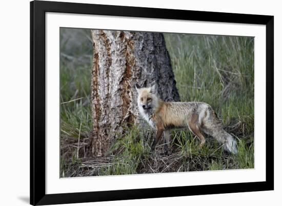 Red Fox (Vulpes Vulpes) (Vulpes Fulva)-James Hager-Framed Photographic Print