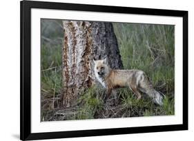 Red Fox (Vulpes Vulpes) (Vulpes Fulva)-James Hager-Framed Photographic Print