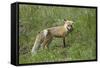 Red Fox (Vulpes Vulpes) (Vulpes Fulva)-James Hager-Framed Stretched Canvas