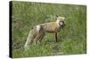 Red Fox (Vulpes Vulpes) (Vulpes Fulva)-James Hager-Stretched Canvas