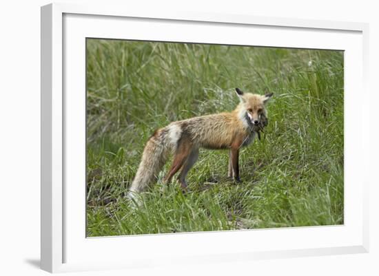 Red Fox (Vulpes Vulpes) (Vulpes Fulva)-James Hager-Framed Photographic Print