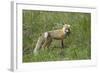 Red Fox (Vulpes Vulpes) (Vulpes Fulva)-James Hager-Framed Photographic Print