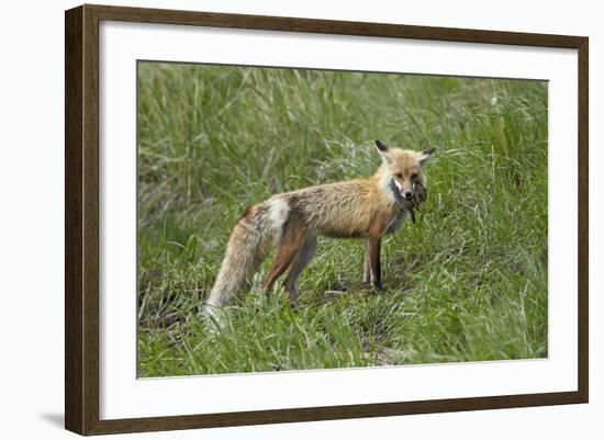 Red Fox (Vulpes Vulpes) (Vulpes Fulva)-James Hager-Framed Photographic Print