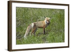 Red Fox (Vulpes Vulpes) (Vulpes Fulva)-James Hager-Framed Photographic Print