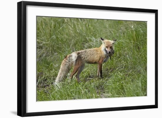 Red Fox (Vulpes Vulpes) (Vulpes Fulva)-James Hager-Framed Photographic Print