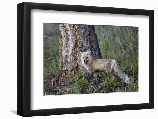 Red Fox (Vulpes Vulpes) (Vulpes Fulva)-James Hager-Framed Photographic Print