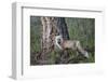 Red Fox (Vulpes Vulpes) (Vulpes Fulva)-James Hager-Framed Photographic Print