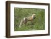 Red Fox (Vulpes Vulpes) (Vulpes Fulva)-James Hager-Framed Photographic Print