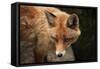 Red Fox (Vulpes Vulpes). Wild Life Animal.-wrangel-Framed Stretched Canvas