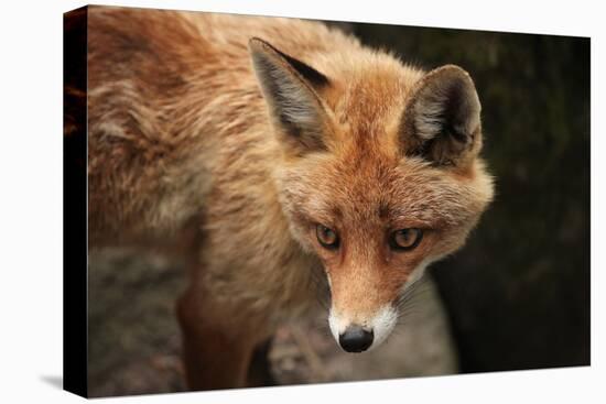 Red Fox (Vulpes Vulpes). Wild Life Animal.-wrangel-Stretched Canvas