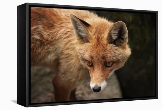 Red Fox (Vulpes Vulpes). Wild Life Animal.-wrangel-Framed Stretched Canvas