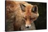 Red Fox (Vulpes Vulpes). Wild Life Animal.-wrangel-Stretched Canvas