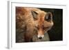 Red Fox (Vulpes Vulpes). Wild Life Animal.-wrangel-Framed Photographic Print