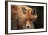 Red Fox (Vulpes Vulpes). Wild Life Animal.-wrangel-Framed Photographic Print