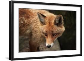 Red Fox (Vulpes Vulpes). Wild Life Animal.-wrangel-Framed Photographic Print