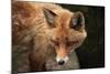 Red Fox (Vulpes Vulpes). Wild Life Animal.-wrangel-Mounted Photographic Print