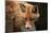 Red Fox (Vulpes Vulpes). Wild Life Animal.-wrangel-Mounted Photographic Print
