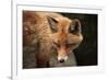 Red Fox (Vulpes Vulpes). Wild Life Animal.-wrangel-Framed Photographic Print