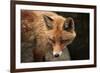 Red Fox (Vulpes Vulpes). Wild Life Animal.-wrangel-Framed Photographic Print