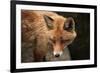 Red Fox (Vulpes Vulpes). Wild Life Animal.-wrangel-Framed Photographic Print