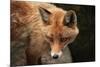 Red Fox (Vulpes Vulpes). Wild Life Animal.-wrangel-Mounted Photographic Print