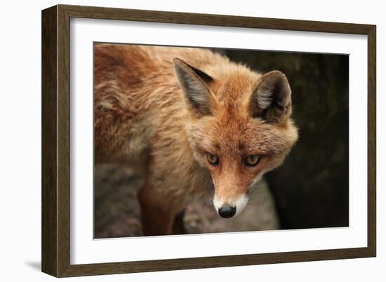 Red Fox (Vulpes Vulpes). Wild Life Animal.-wrangel-Framed Photographic Print