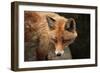 Red Fox (Vulpes Vulpes). Wild Life Animal.-wrangel-Framed Photographic Print