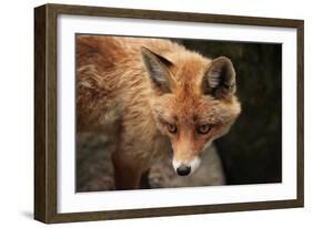 Red Fox (Vulpes Vulpes). Wild Life Animal.-wrangel-Framed Photographic Print