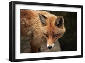 Red Fox (Vulpes Vulpes). Wild Life Animal.-wrangel-Framed Photographic Print