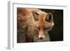 Red Fox (Vulpes Vulpes). Wild Life Animal.-wrangel-Framed Photographic Print