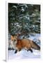 Red Fox Walking in Snow in Winter, Montana-Richard and Susan Day-Framed Premium Photographic Print
