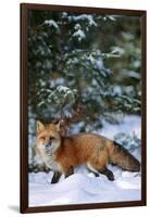 Red Fox Walking in Snow in Winter, Montana-Richard and Susan Day-Framed Premium Photographic Print