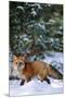 Red Fox Walking in Snow in Winter, Montana-Richard and Susan Day-Mounted Premium Photographic Print