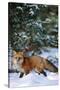 Red Fox Walking in Snow in Winter, Montana-Richard and Susan Day-Stretched Canvas